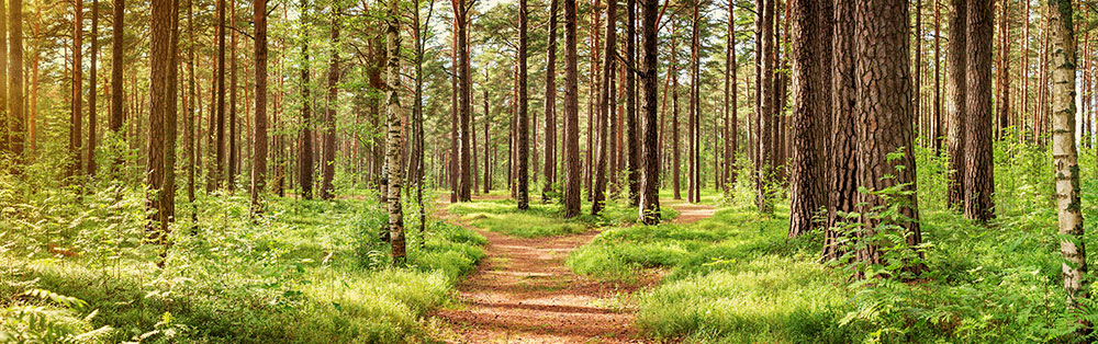 Holz als Rohstoff Holz als Rohstoff